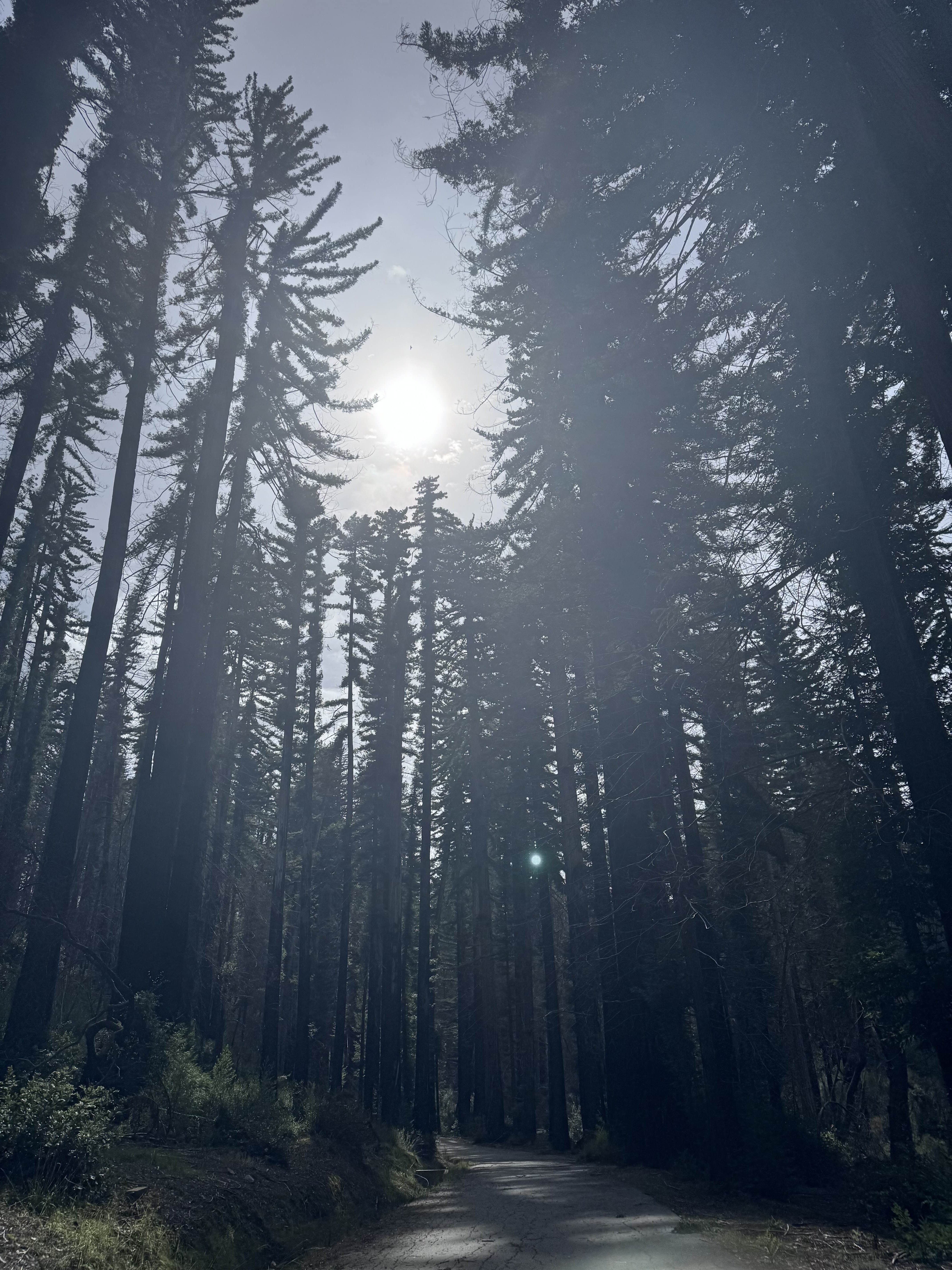 Sunlight through the trees